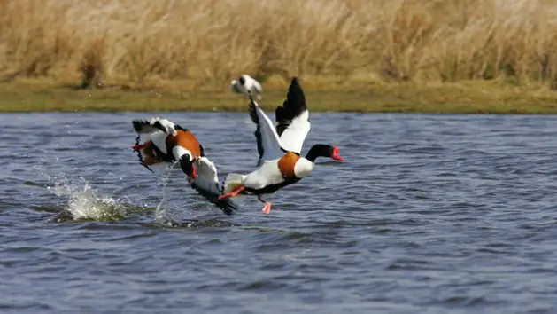 Våtmark med vatten och ett fält bakom. Två fåglar som flyger nära vattnet och ser ut att leka.